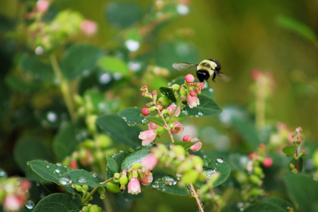 30 WESTERN SNOWBERRY Shrub White Pink Flower Symphoricarpos Occidentalis Seeds