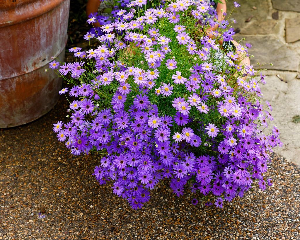 200 Purple Mix SWAN RIVER DAISY Brachyscome Iberidifolia Flower Seeds