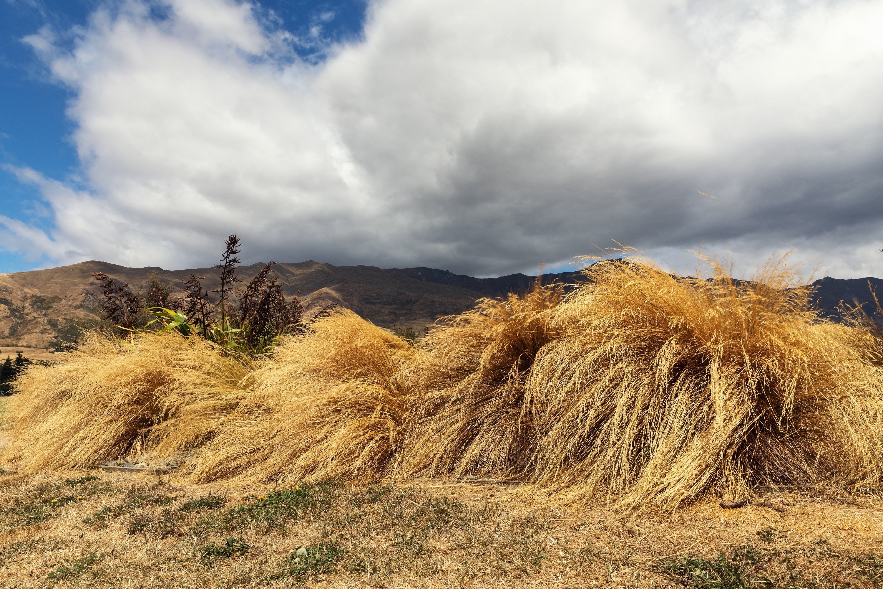 50 PHEASANT TAILS GRASS Feather Reed New Zealand Wind Stipa Arundinacea syn Anemanthele Lessoniana Ornamental Grass Seeds