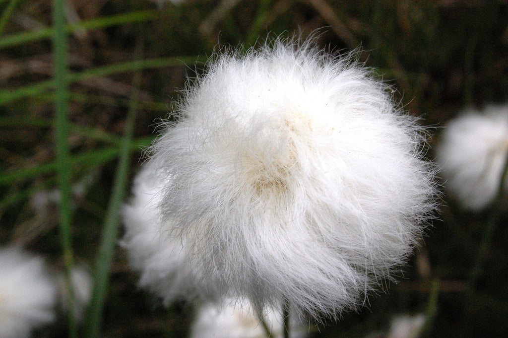 25 TAWNY COTTONGRASS Flower Seeds Eriophorum Virginicum Hare's Tail Cotton Grass Seeds