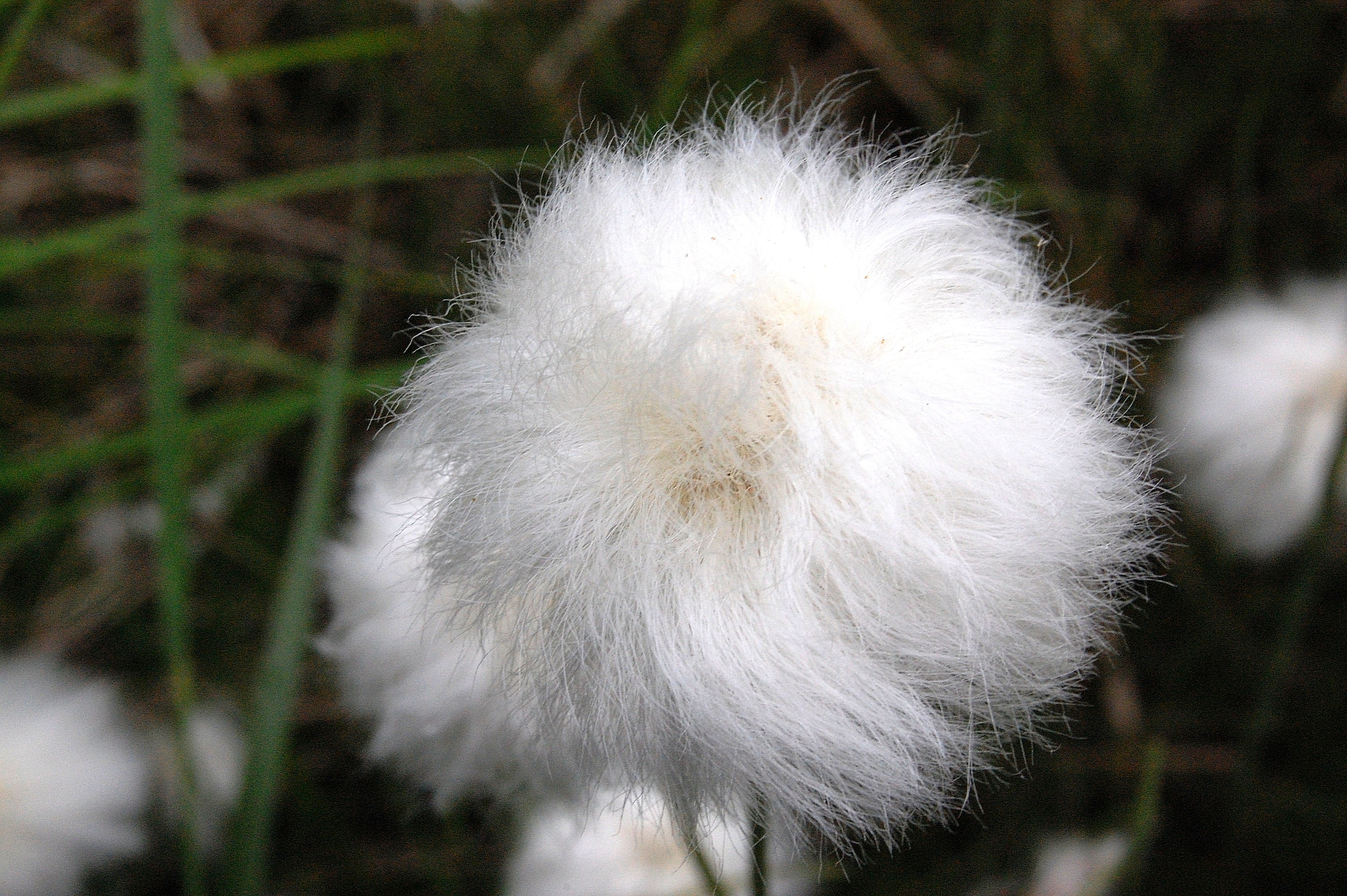 25 TAWNY COTTONGRASS Flower Seeds Eriophorum Virginicum Hare's Tail Cotton Grass Seeds