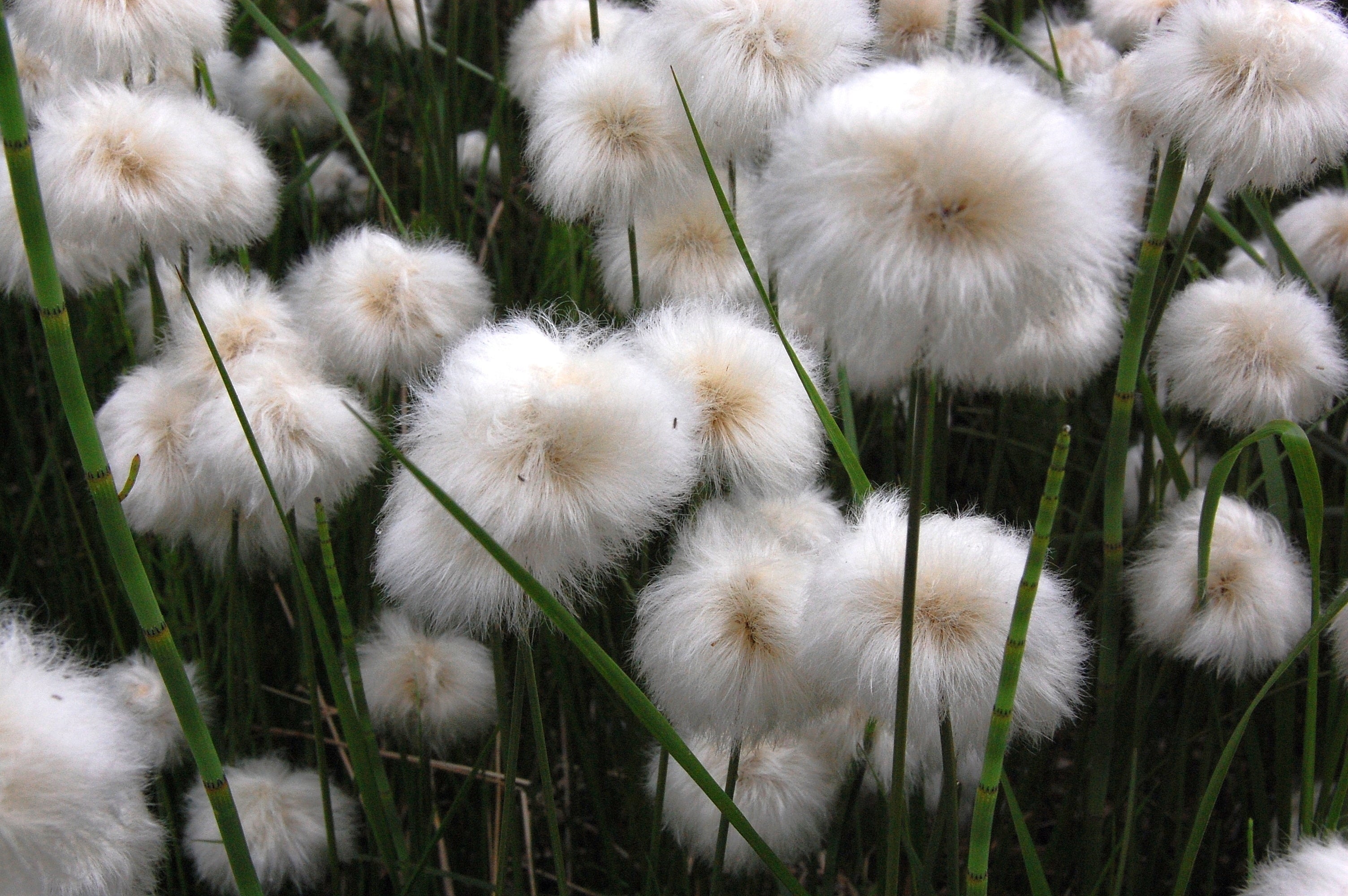 25 TAWNY COTTONGRASS Flower Seeds Eriophorum Virginicum Hare's Tail Cotton Grass Seeds