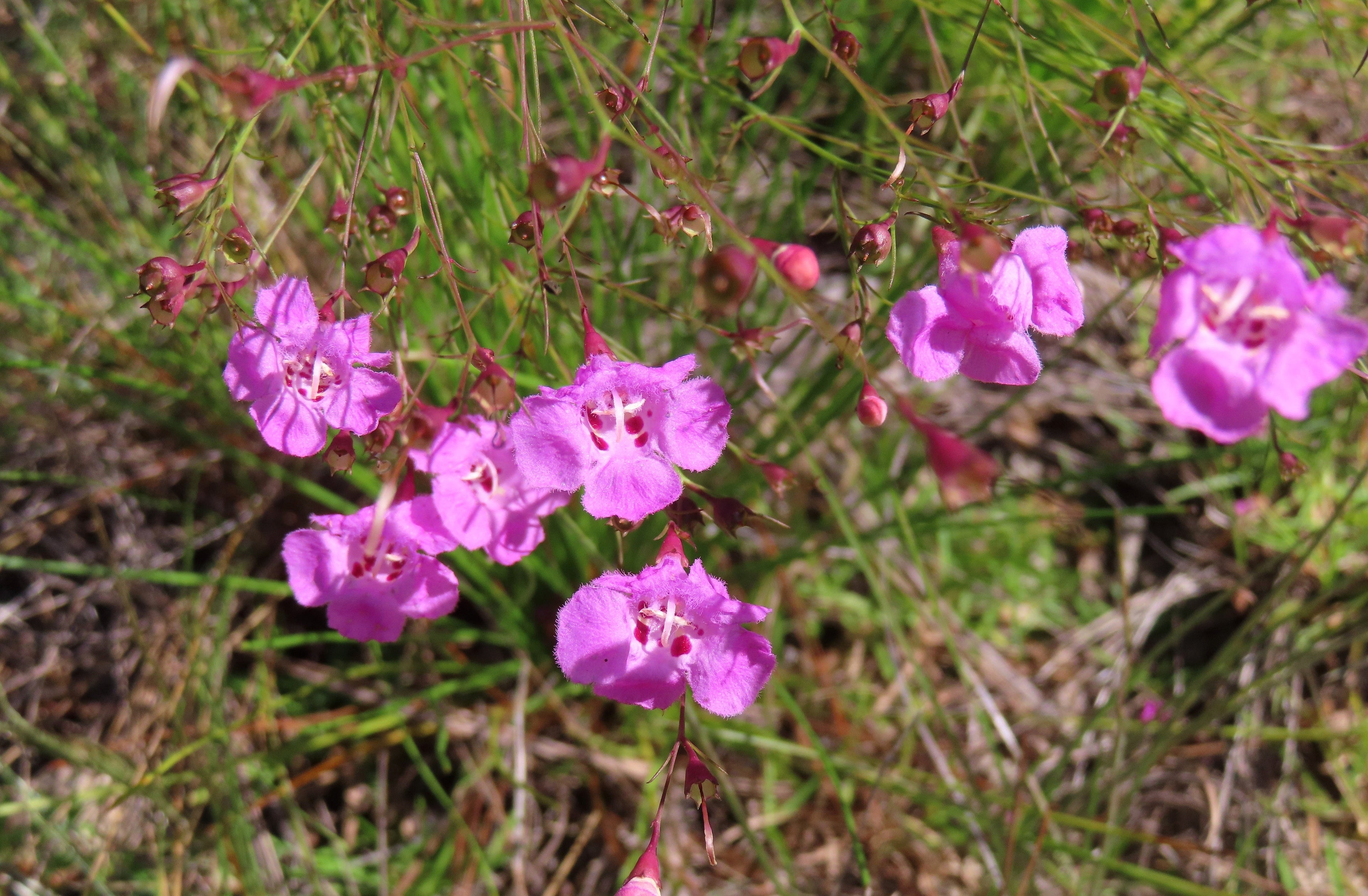 100 FALSE SLENDERLEAF FOXGLOVE Purple Gerardia Agalinis Tenuifolia Flower Seeds
