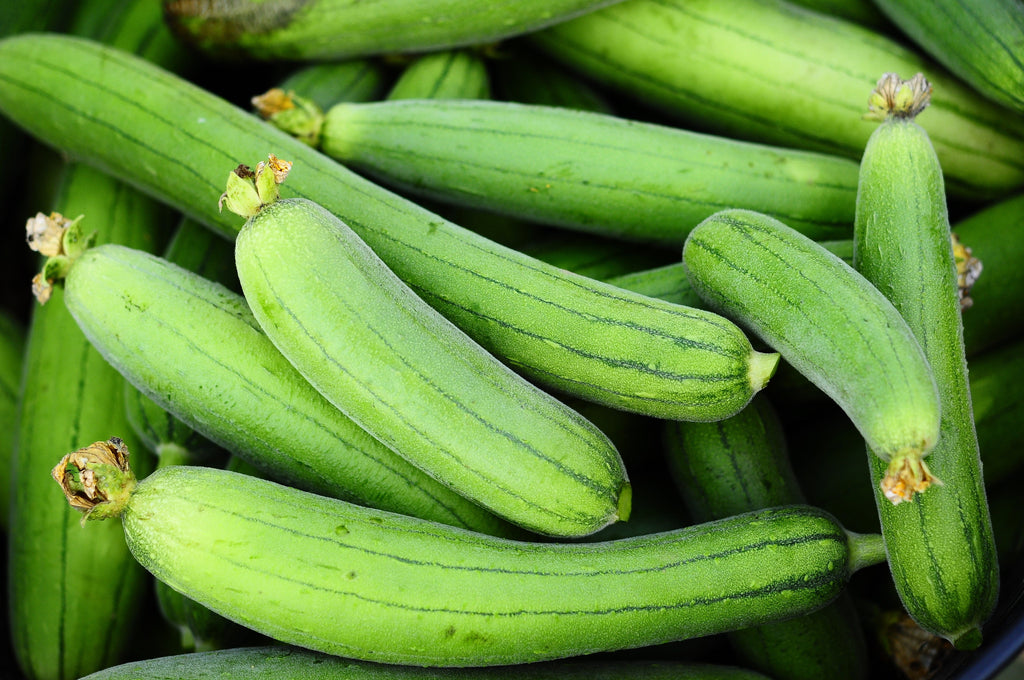 25 LUFFA SPONGE GOURD (Vegetable Sponge / Smooth Luffa / Sponge Loofa / Climbing Okra / Dishrag Gourd) Luffa Cylindrica Vine Seeds