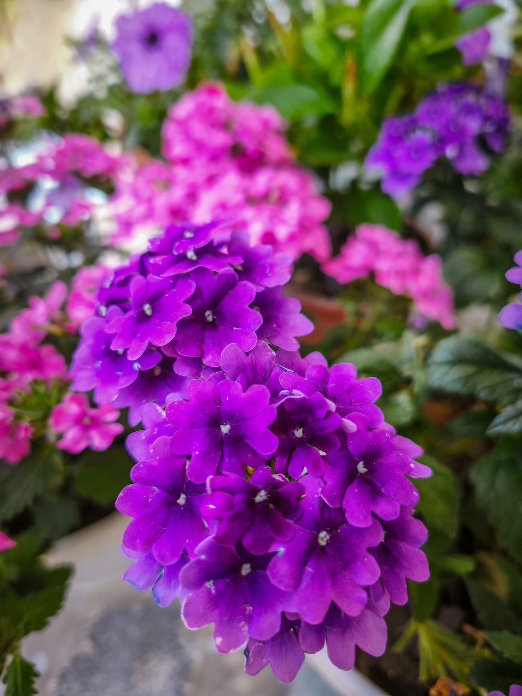 200 Pink & Purple MOSS VERBENA Verbena Tenuisecta Fragrant Hummingbird Flower Seeds