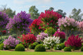 50 MIXED CREPE MYRTLE Lagerstroemia Indica Tree Shrub Crape  6 Color Mix - Red, Purple, Light Pink, Dark Pink, White, & Lilac Flower Seeds