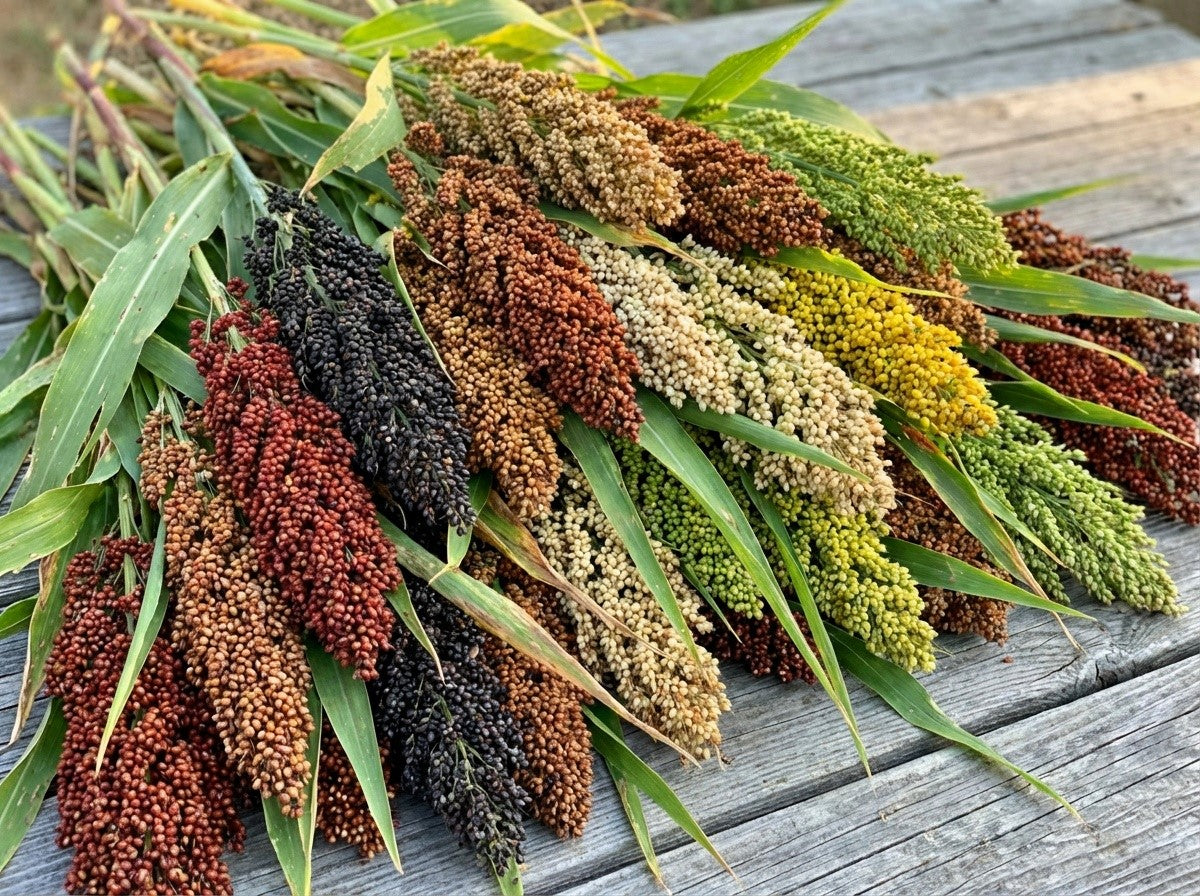 50 BROOMCORN Colored Uprights SORGHUM BICOLOR Mixed Colors Seeds