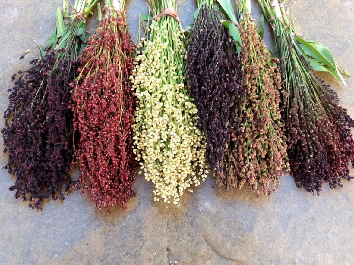 50 Mixed Colors BROOM CORN SORGHUM Bicolor Heirloom Grain Seeds for Dried Decor