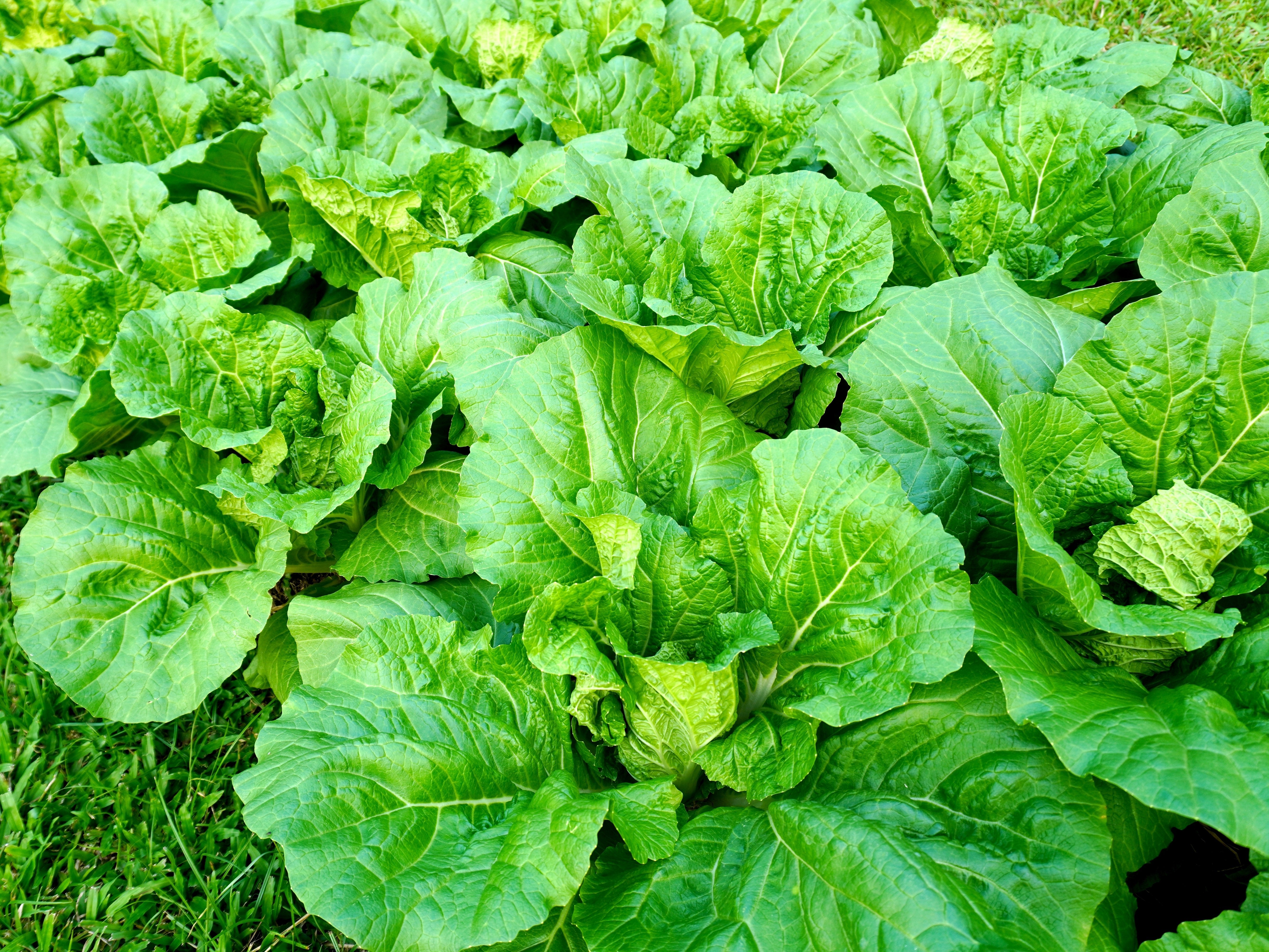 3000 FLORIDA BROADLEAF MUSTARD Brassica Juncea Herb Vegetable Seeds ...