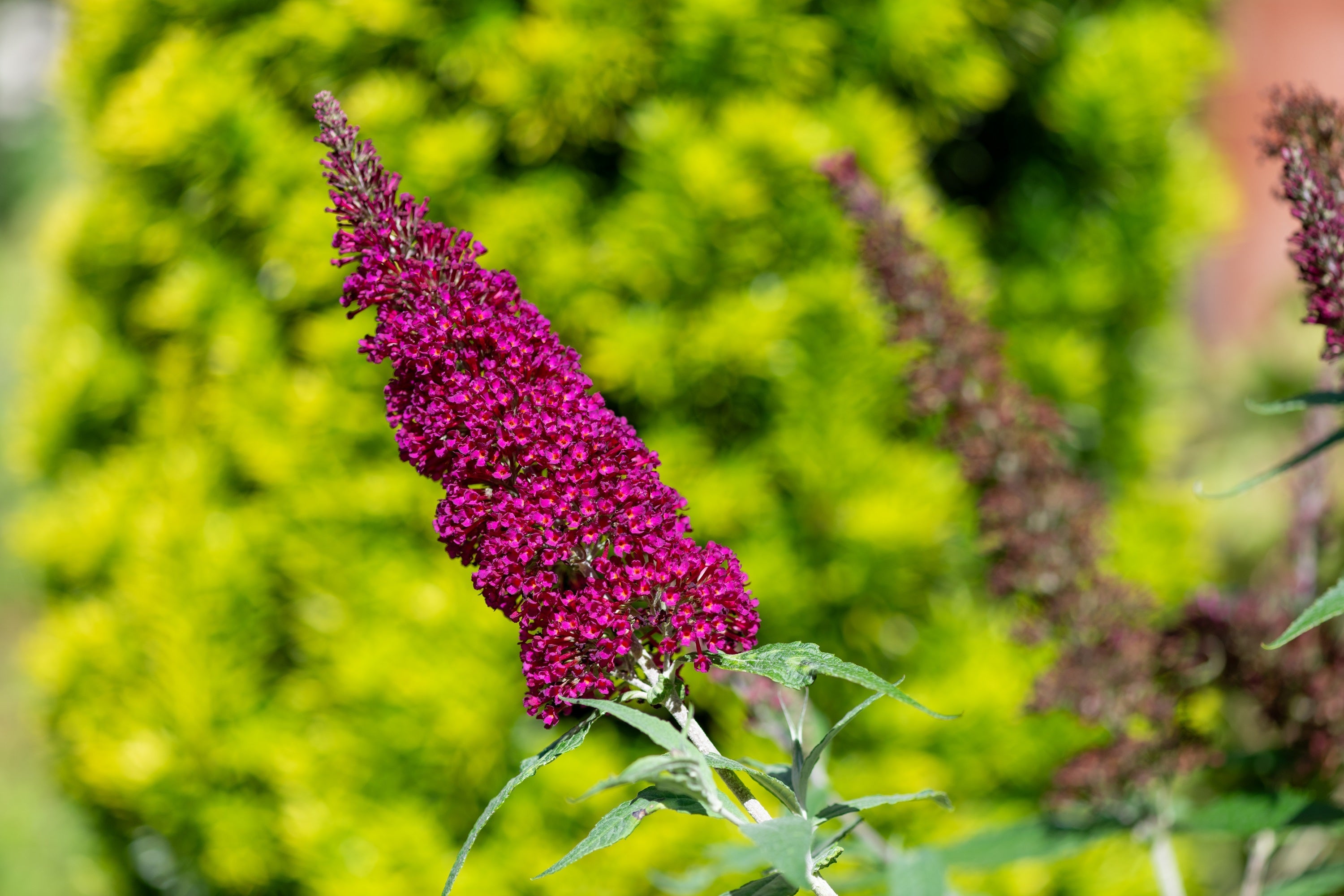 100 MIXED Colors BUTTERFLY BUSH Buddleja Davidii Flower Shrub Seeds