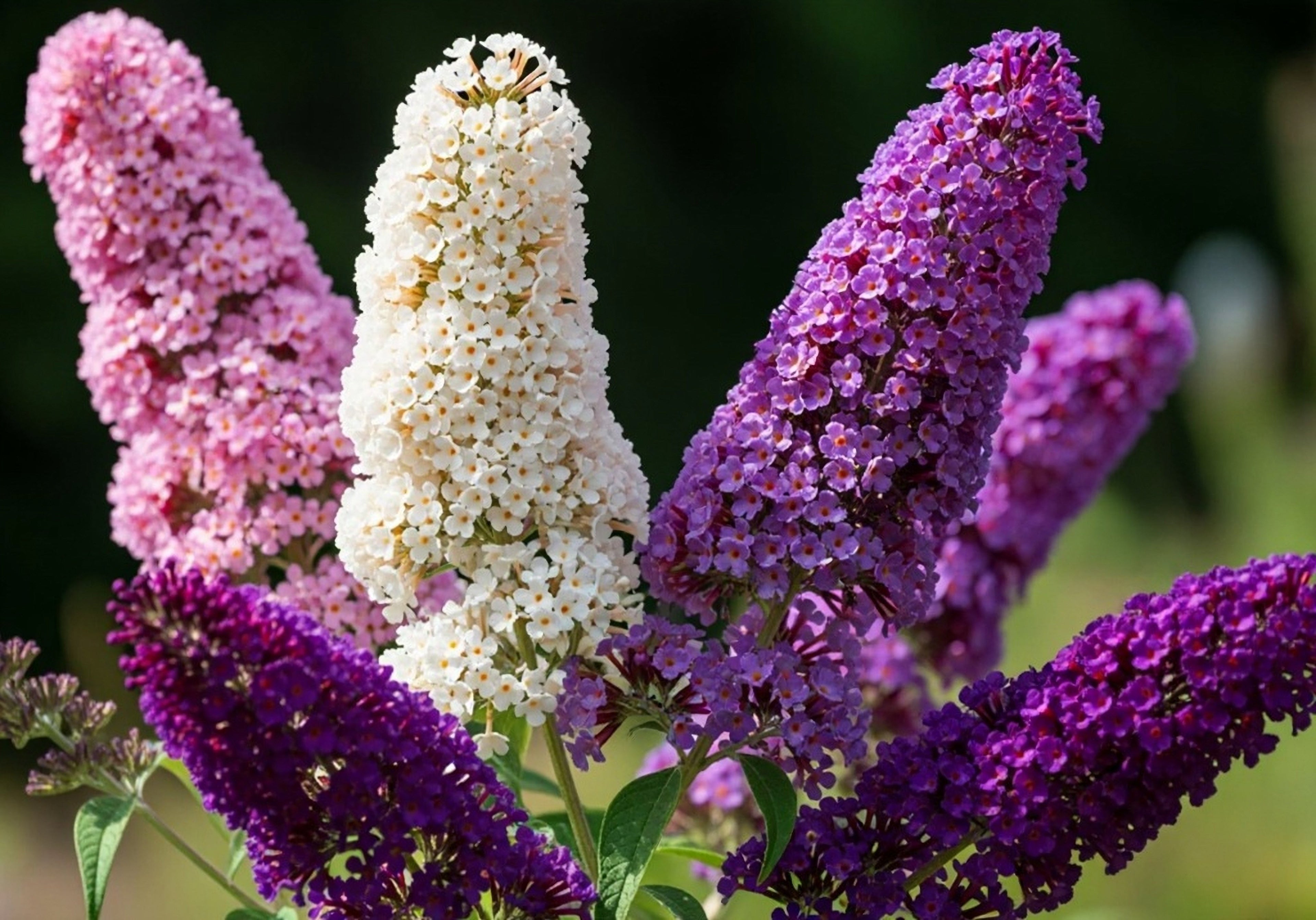 100 MIXED Colors BUTTERFLY BUSH Buddleja Davidii Flower Shrub Seeds
