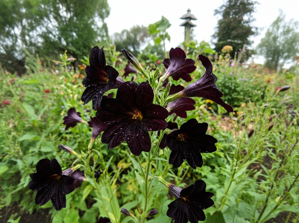 25 Chilean BLACK PAINTED TONGUE Salpiglossis Sinuata Paisley Flower Seeds