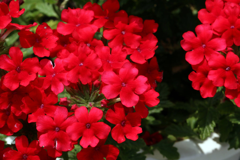 50 SCARLET VERBENA Red Nana Compacta Fragrant Flower Seeds