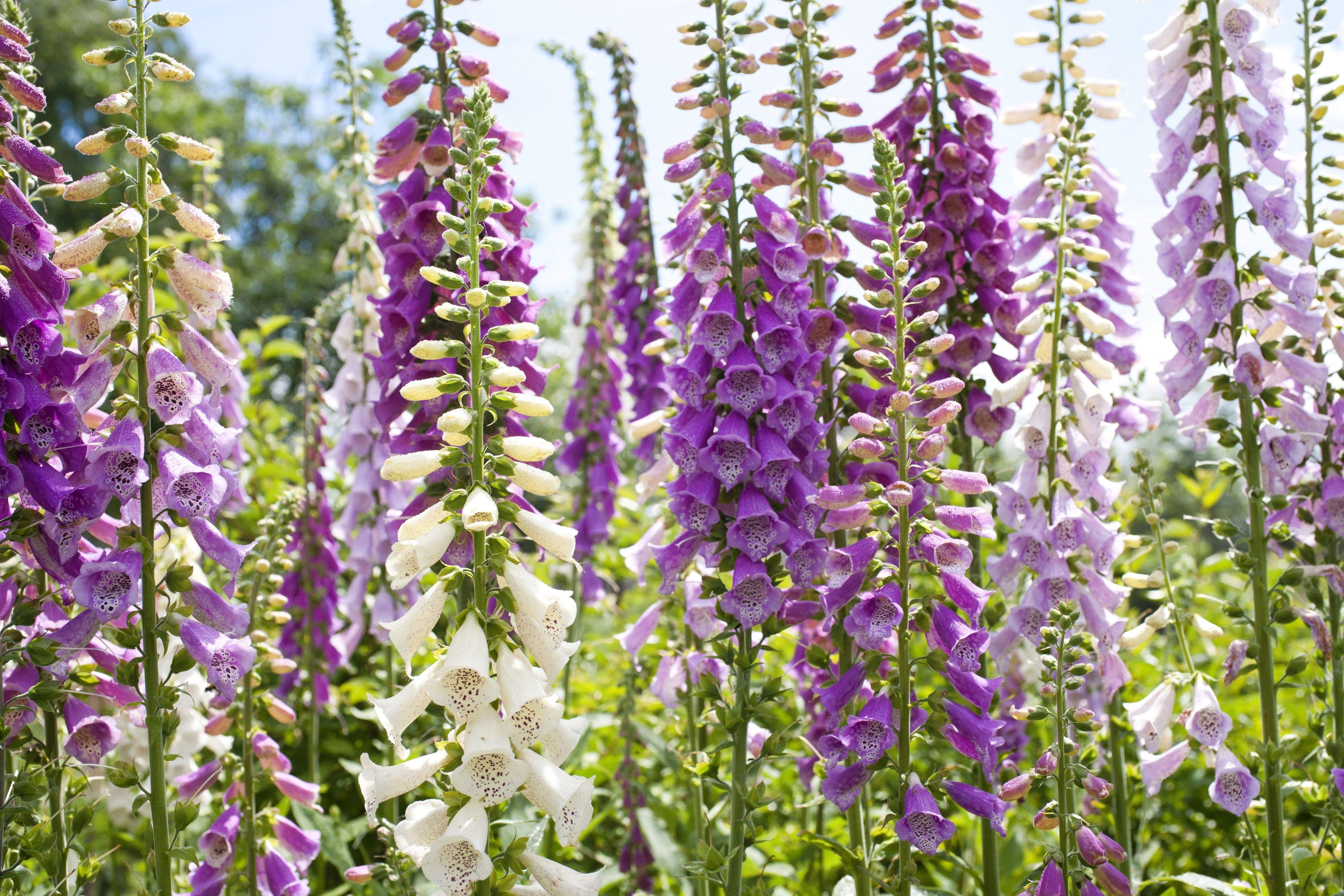 1000 FOXGLOVE EXCELSIOR MIX Digitalis Purpurea Mixed Colors Shade Flower Seeds