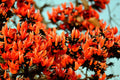 5 FLAME OF THE FOREST Tree Butea Monosperma Palash Orange Red Flower Seeds