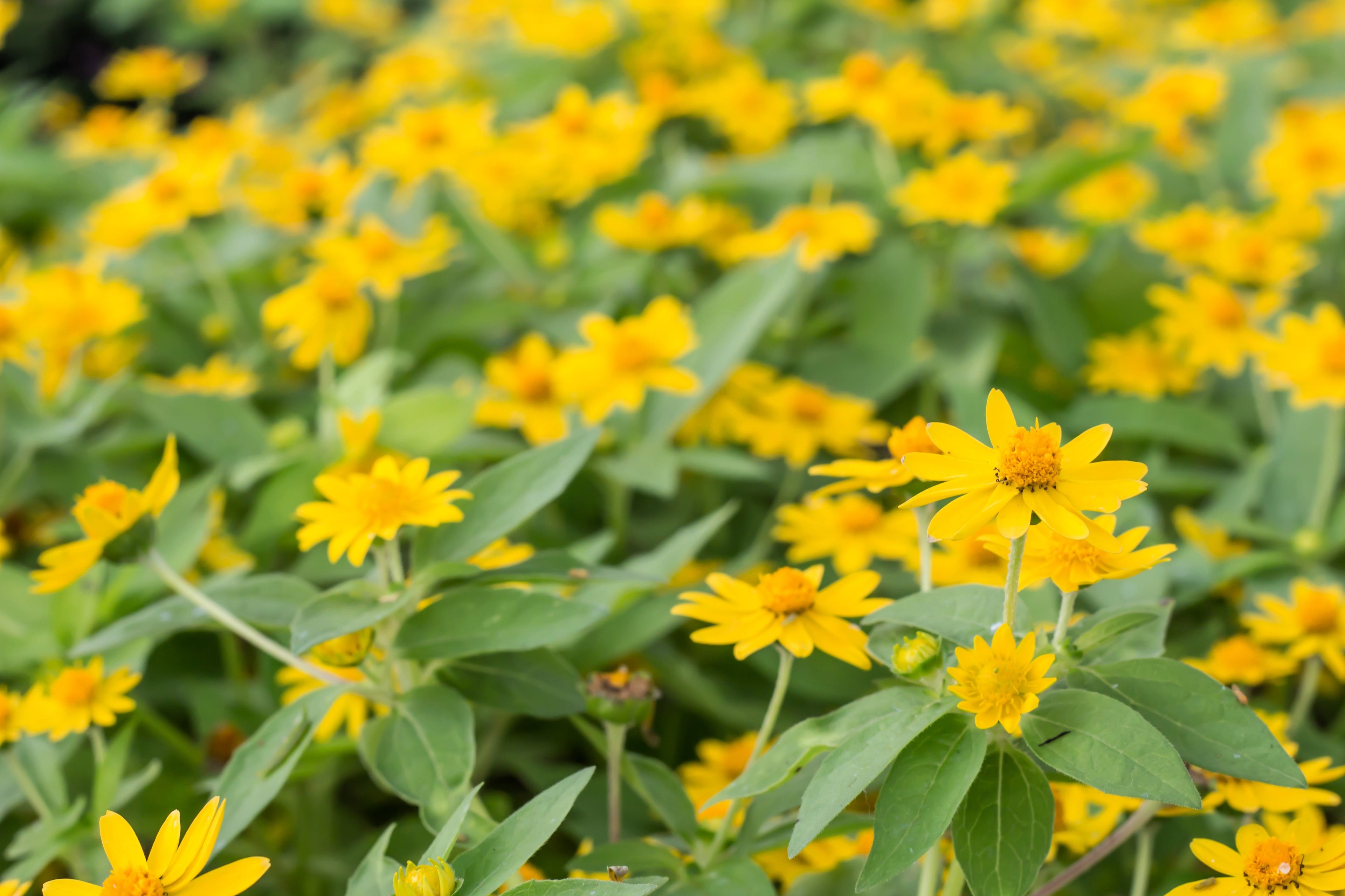 15 MOUNTAIN ARNICA Montana Wolf's Bane Yellow Flower Herb Seeds