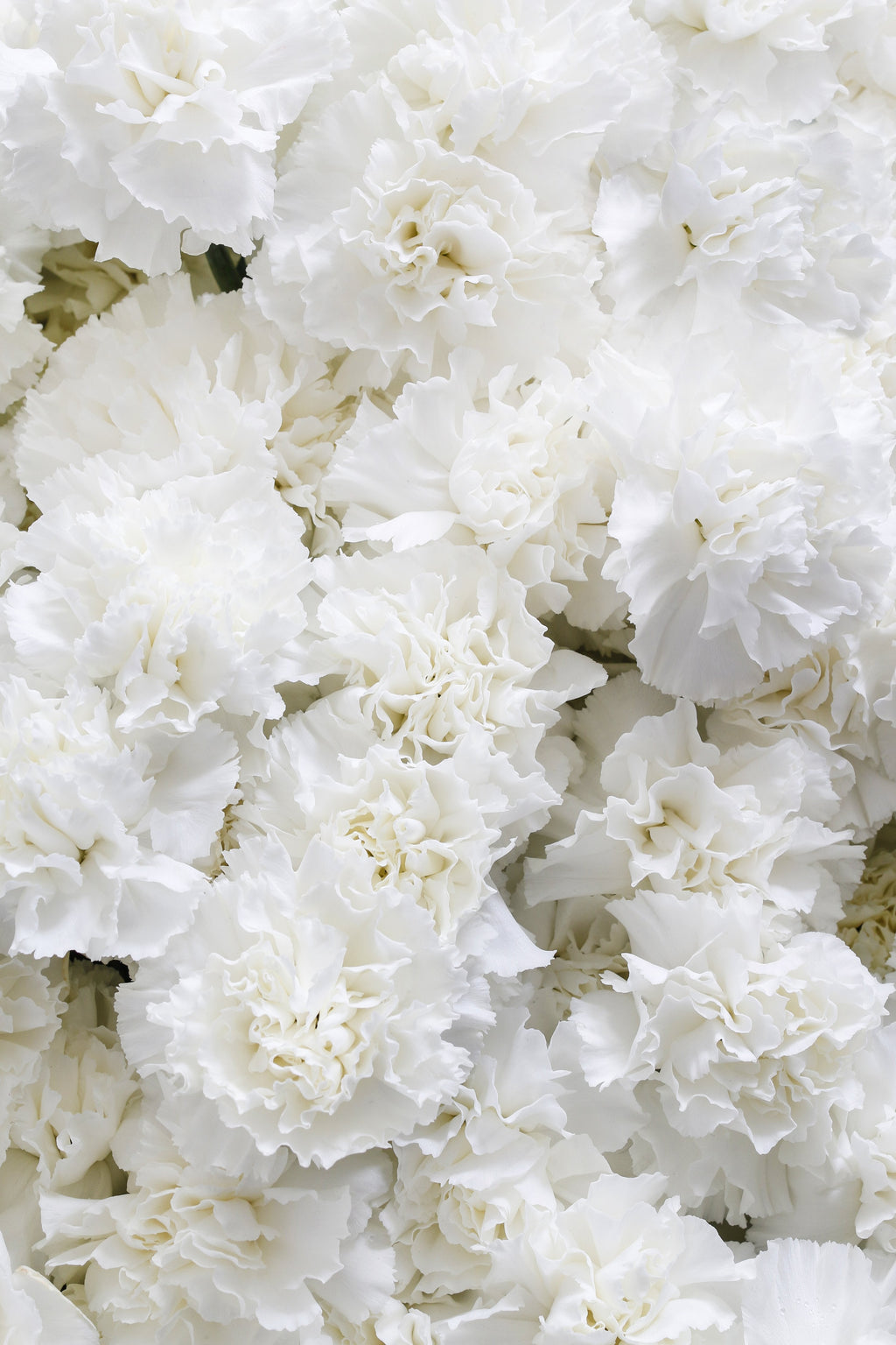50 WHITE CARNATION Dianthus Caryophyllus Grenadin Flower Seeds