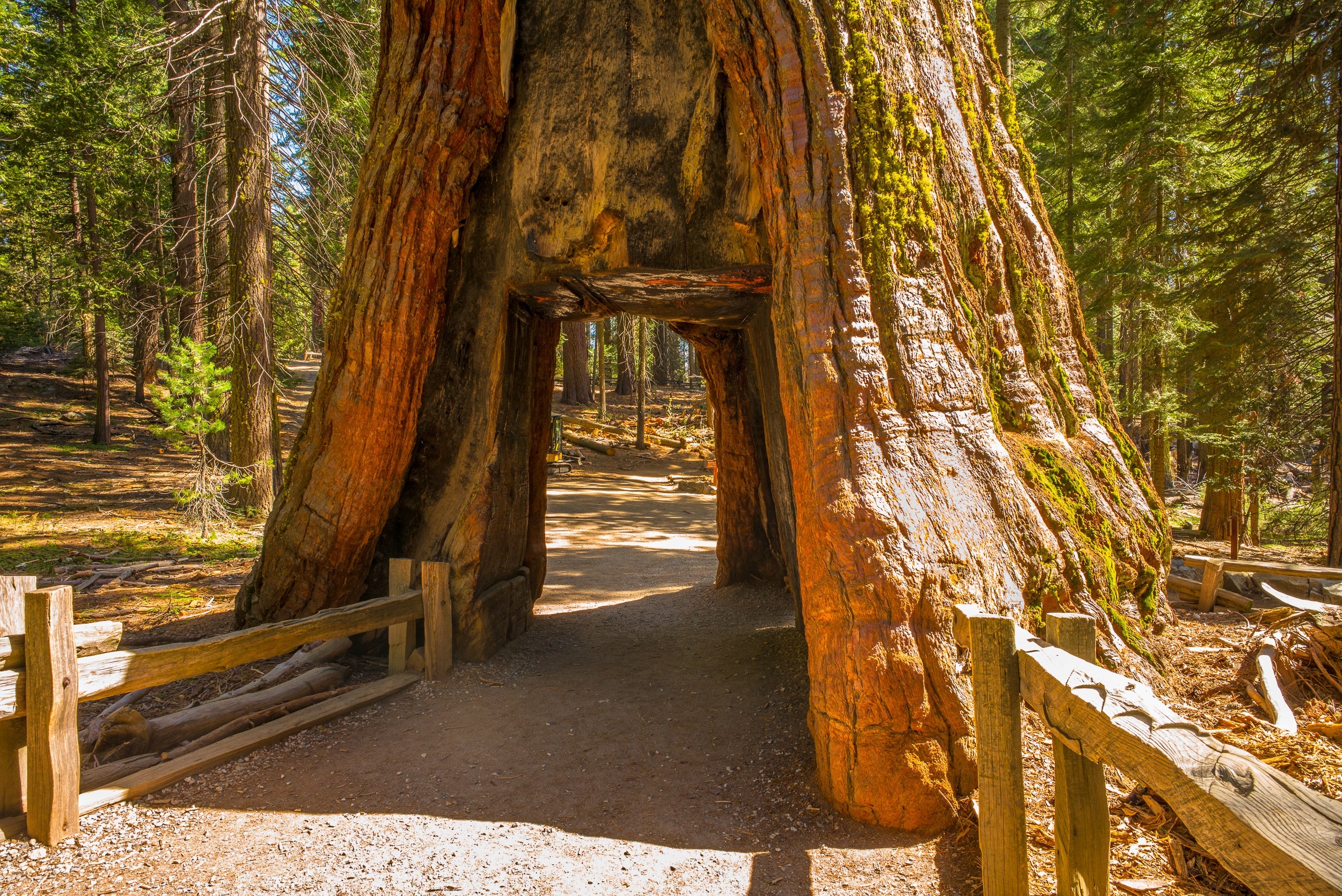 40 GIANT SEQUOIA Sequoiadendron Giganteum Sierra Redwood Tree Seeds