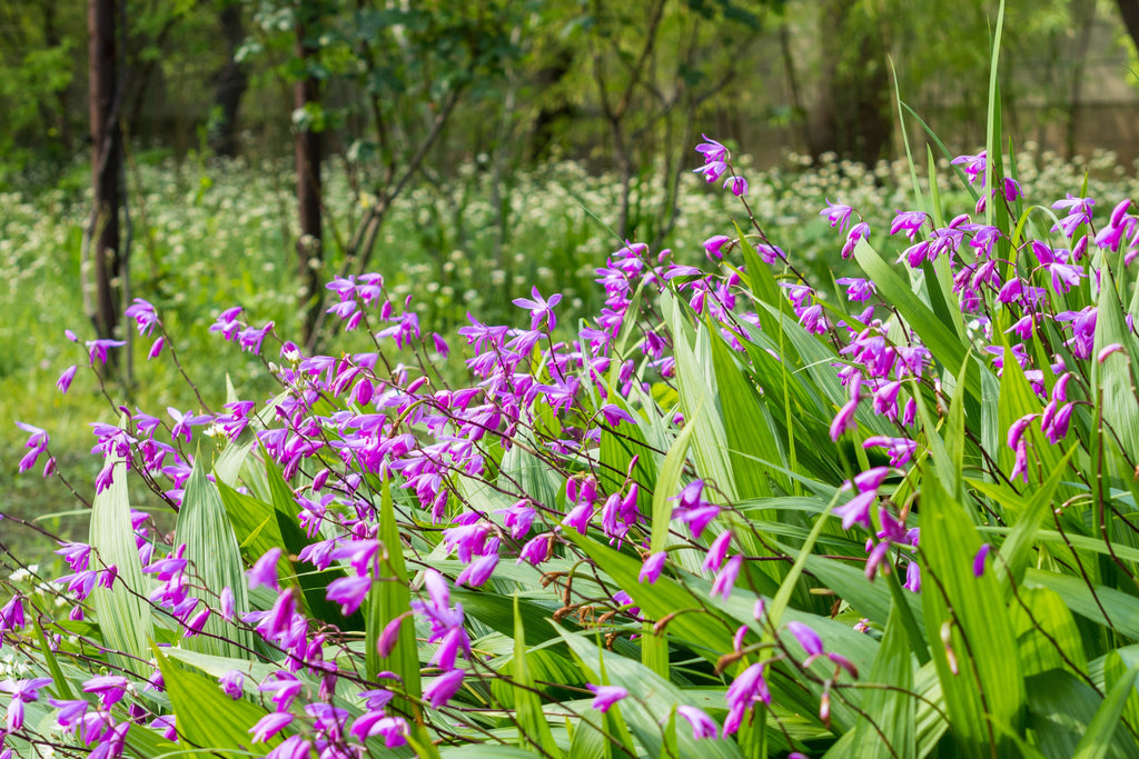 50 Hardy CHINESE GROUND ORCHID Bletilla Striata Purple Flower Seeds