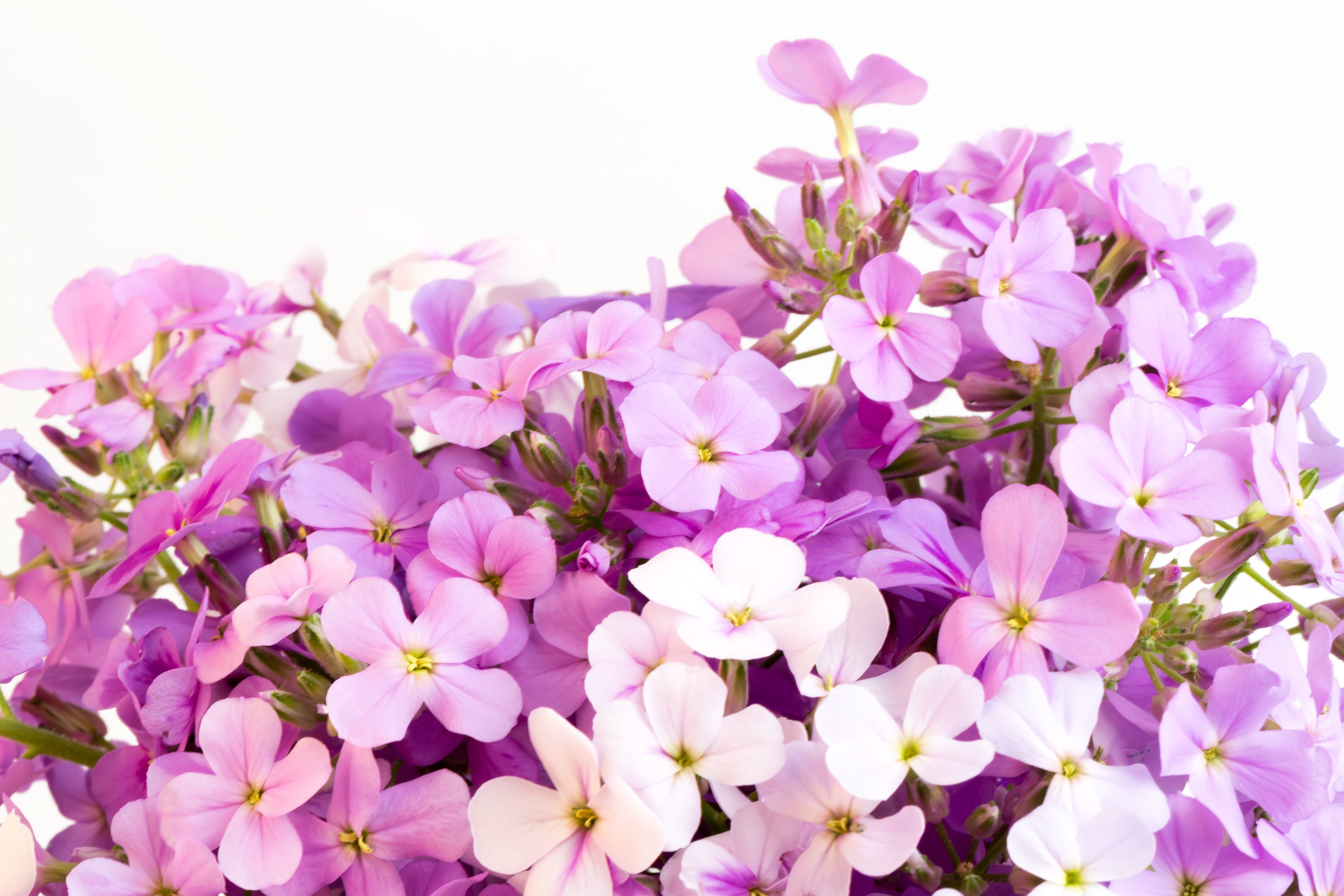 500 EVENING ( Night ) SCENTED STOCK Matthiola Longipetala Bicornis Flower Seeds