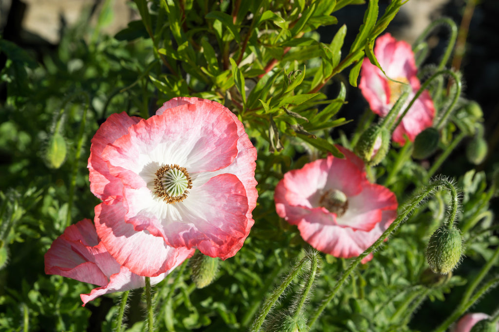 2000 MIXED Colors SHIRLEY POPPY ( aka Corn / Field / Flanders ) Papaver Rhoeas Flower Seeds