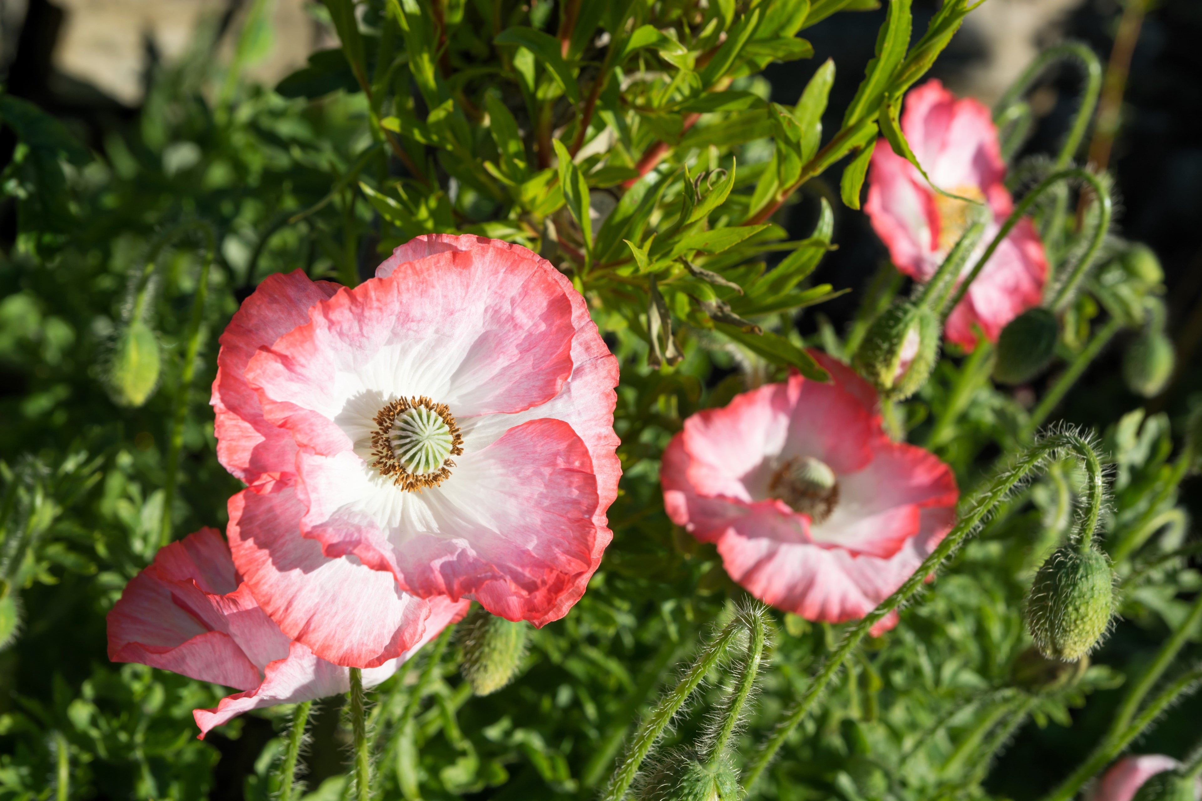 2000 MIXED Colors SHIRLEY POPPY ( aka Corn / Field / Flanders ) Papaver Rhoeas Flower Seeds