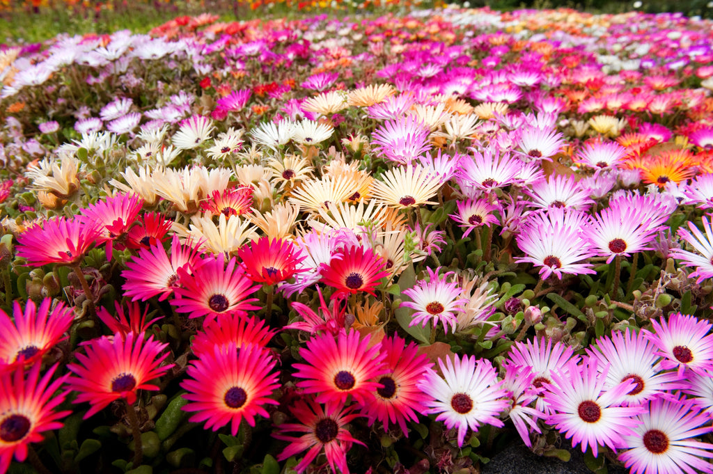 200 MIXED Colors ICE PLANT ( Mesembryanthemum Daisy / Livingstone Daisy ) Dorotheanthus Bellidiformis Flower Seeds