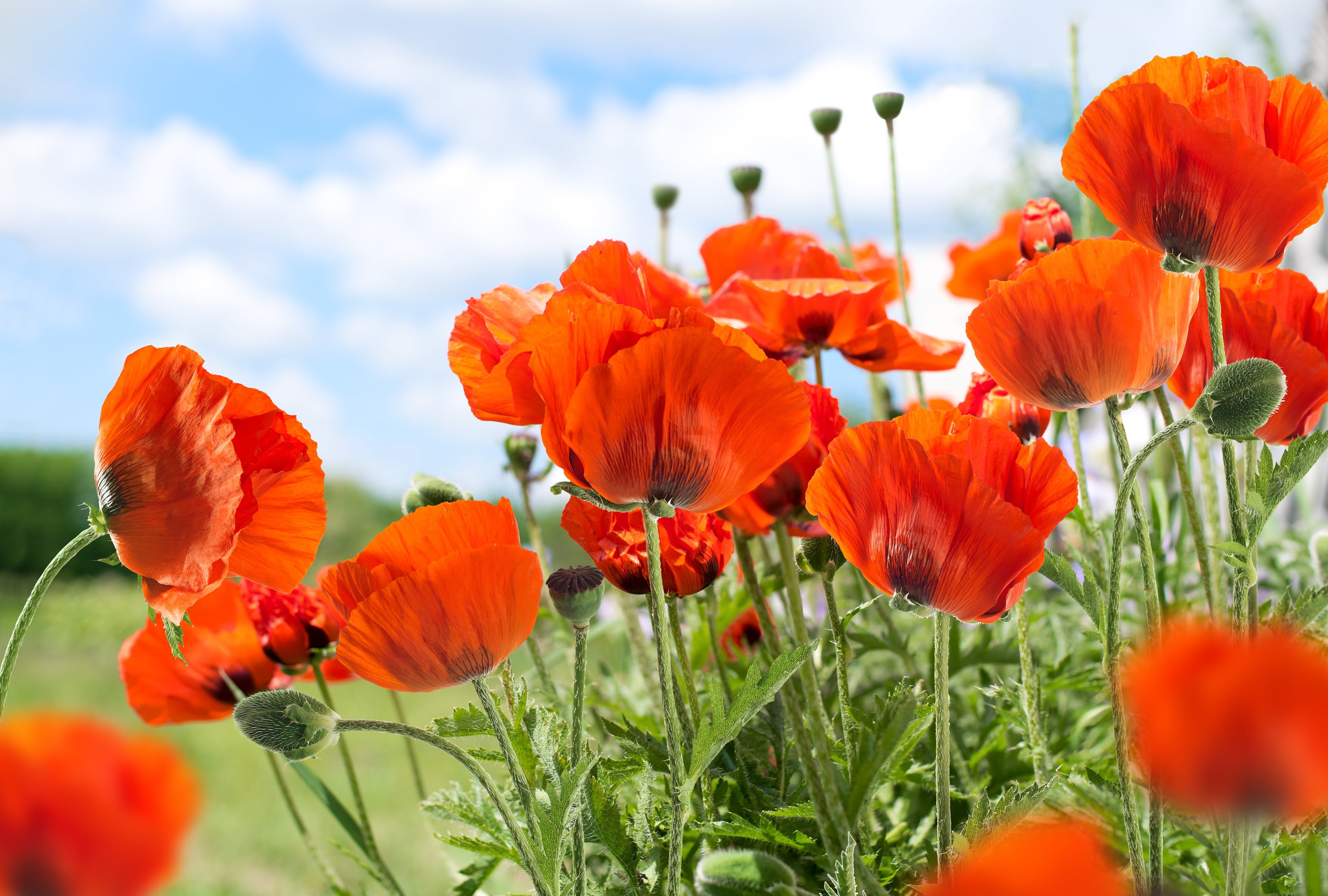 500 ORIENTAL RED Mix POPPY Papaver Orientale Flower Seeds