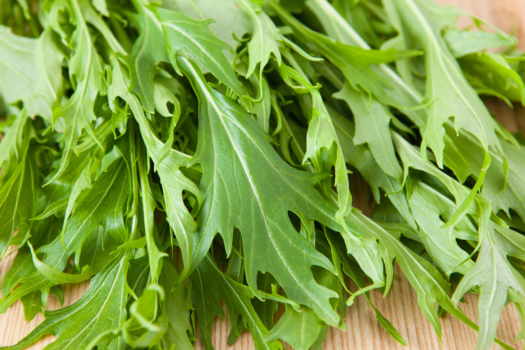 1000 GREEN MIZUNA MUSTARD Japanese Greens Brassica Juncea Herb Vegetable Seeds