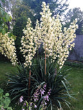 100 YUCCA (Soapweed / Soapwell / Beargrass / Great Plains Yucca) Yucca Glauca Flower Seeds