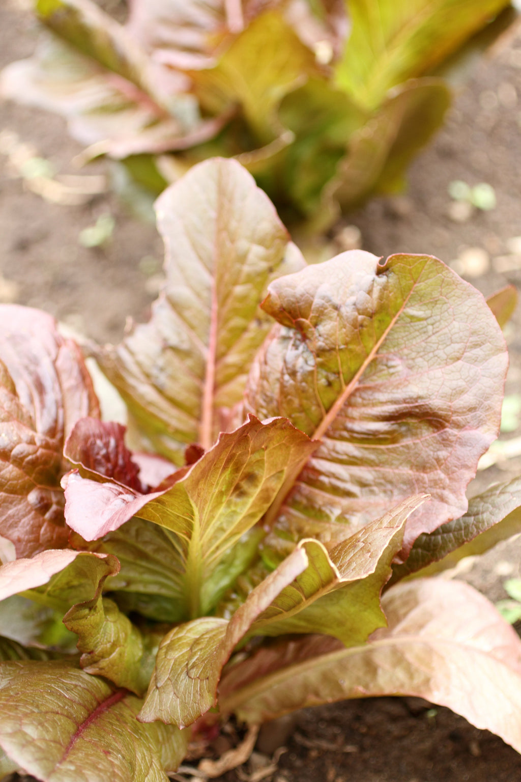 3000 CIMMARON Red ROMAINE LETTUCE Lactuca Sativa Vegetable Seeds