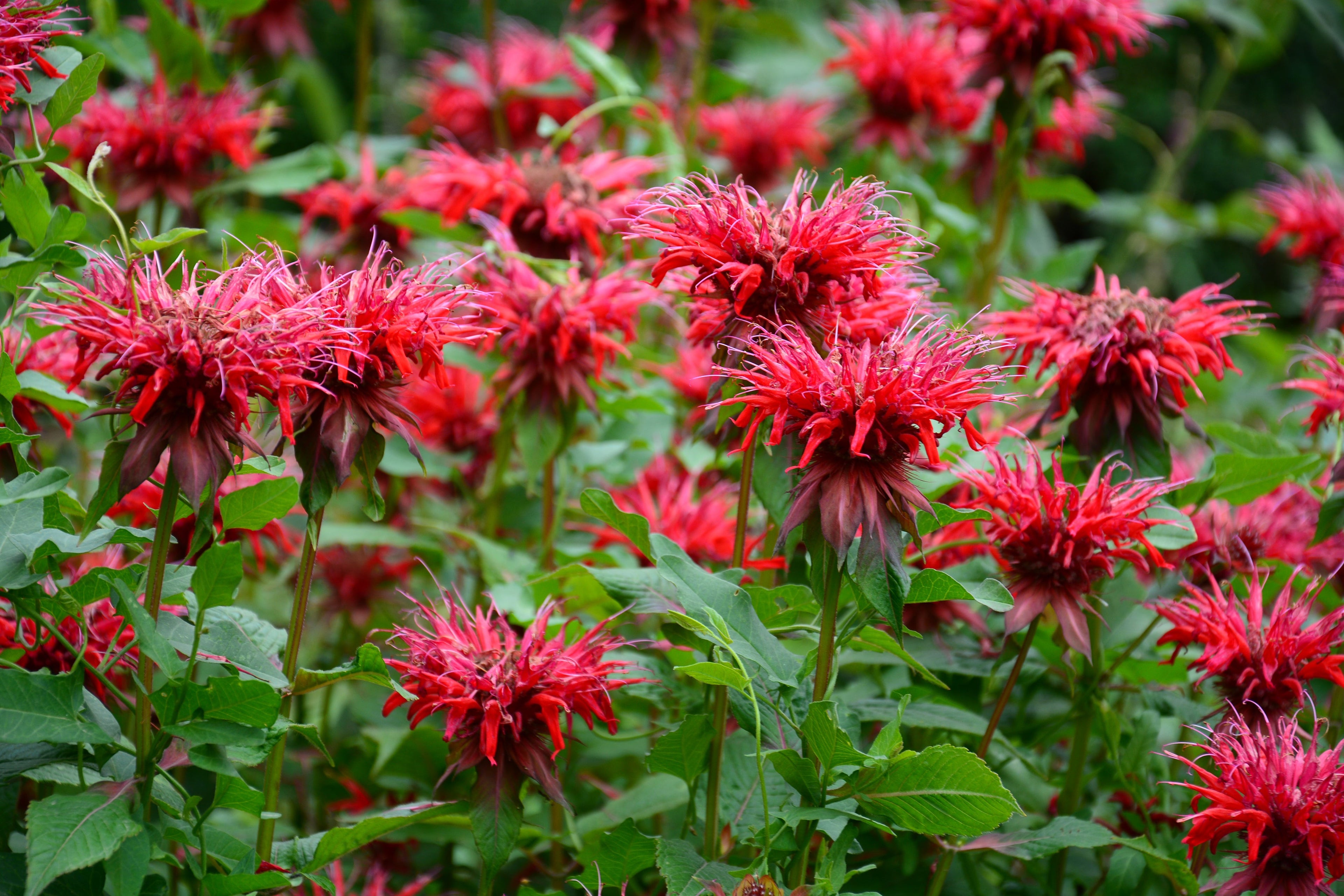 10 Panorama RED BEE BALM Monarda Didyma Oswego Tea Herb Flower Seeds