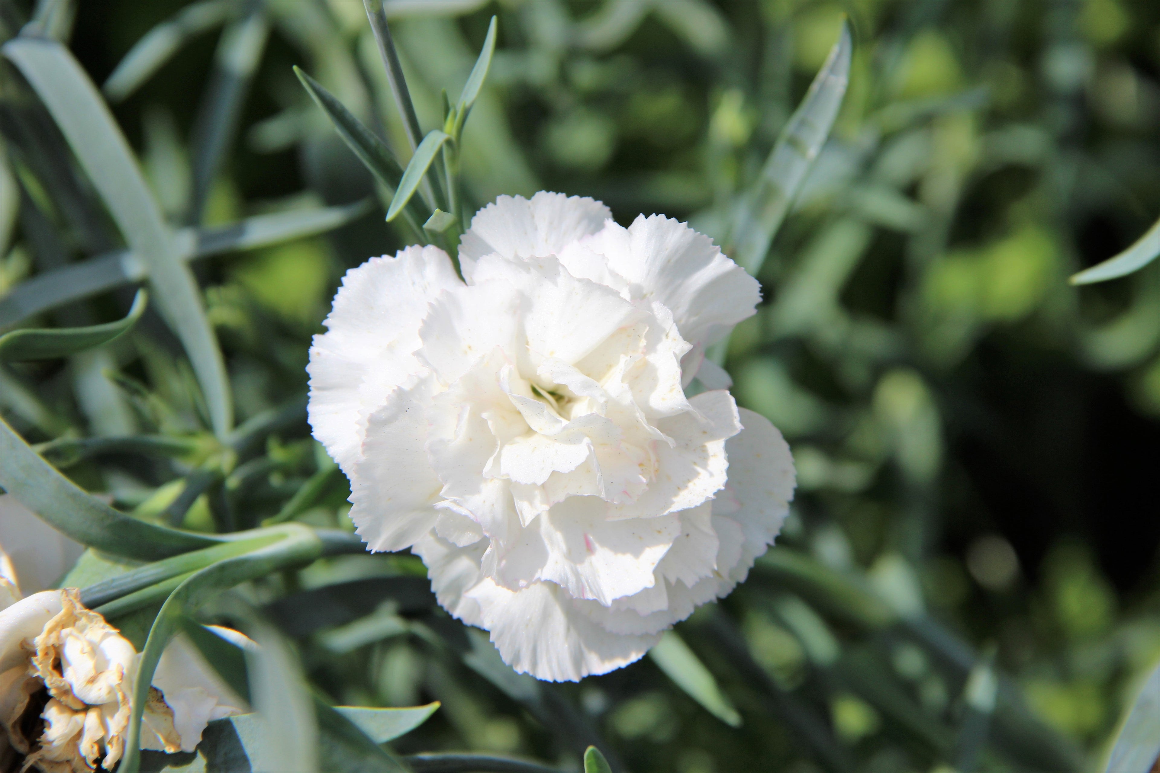50 WHITE CARNATION Dianthus Caryophyllus Grenadin Flower Seeds