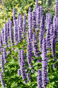 100 ORGANIC Superior LICORICE MINT Agastache Rugosa Korean Tea Herb Purple Flower Seeds