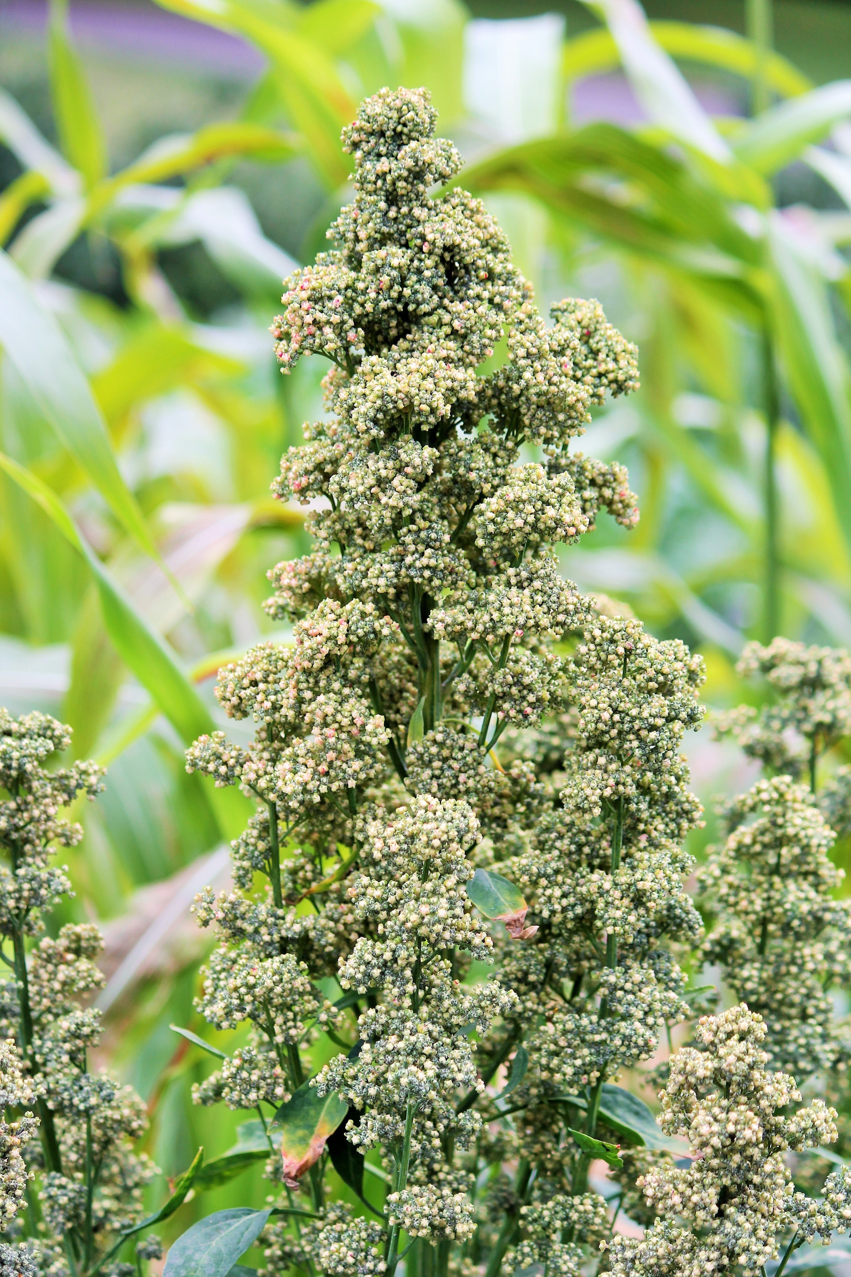 50 Organic MINT VANILLA QUINOA Green & White Chenopodium Vegetable Grain Seeds SuperFood