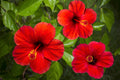 10 Luna RED HARDY HIBISCUS Hibiscus Moscheutos Balhibred Flower Seeds
