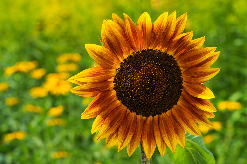 100 AUTUMN BEAUTY SUNFLOWER Helianthus Annuus Flower Seeds
