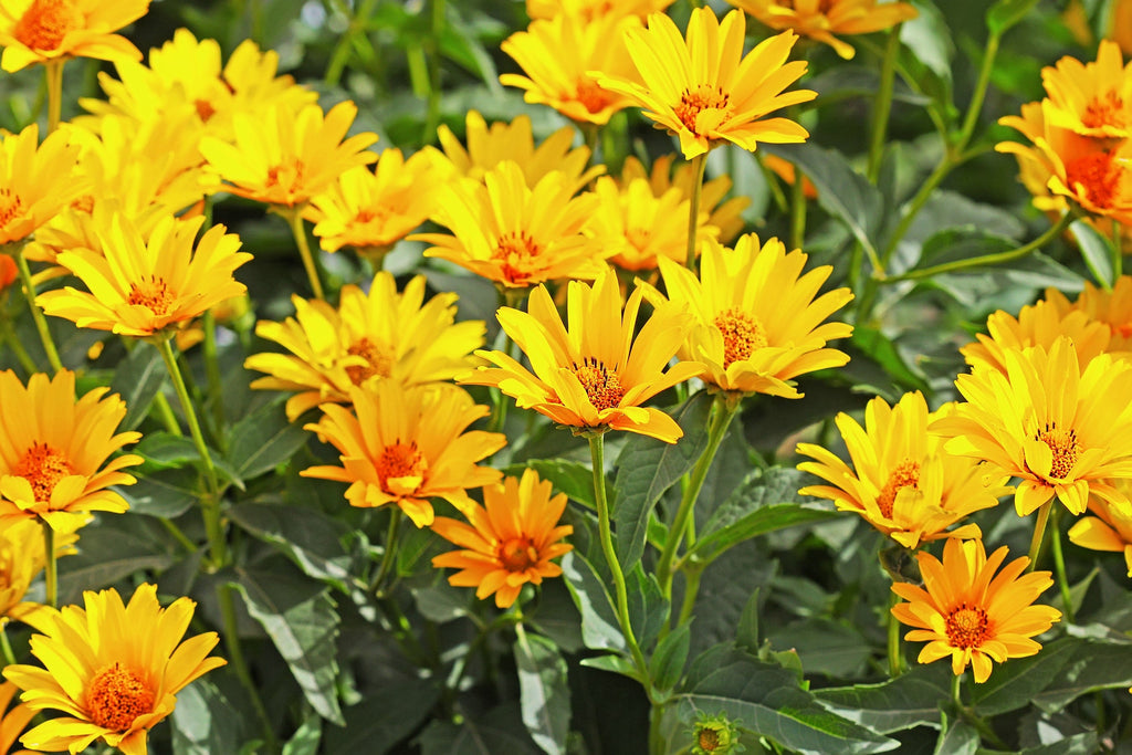 20 JERUSALEM ARTICHOKE Sunchoke Sunroot Helianthus Tuberosus Yellow Sunflower Root Vegetable Seeds