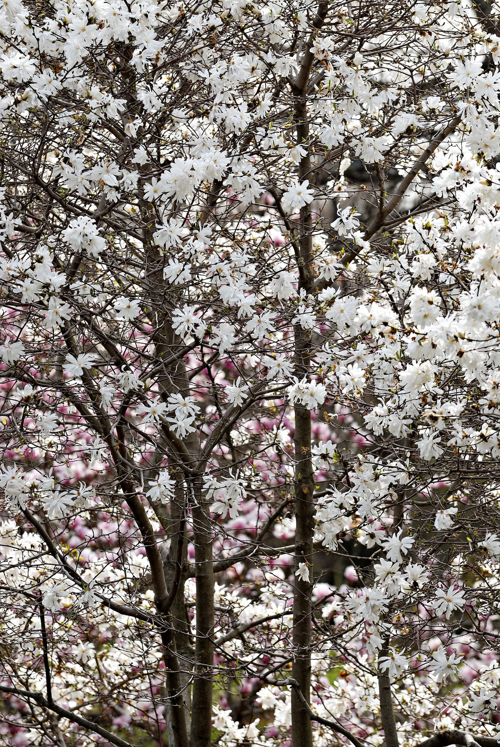 5 STAR MAGNOLIA Stellata TREE Seeds - Fragrant White to Pink Big 4" Wide Flowers