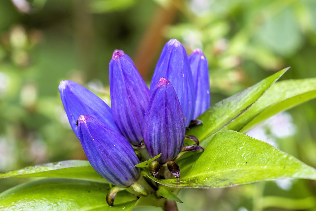200 BOTTLE GENTIAN (Closed or Blind Gentian / Cloistered Heart) Gentiana Andrewsii Flower Seeds