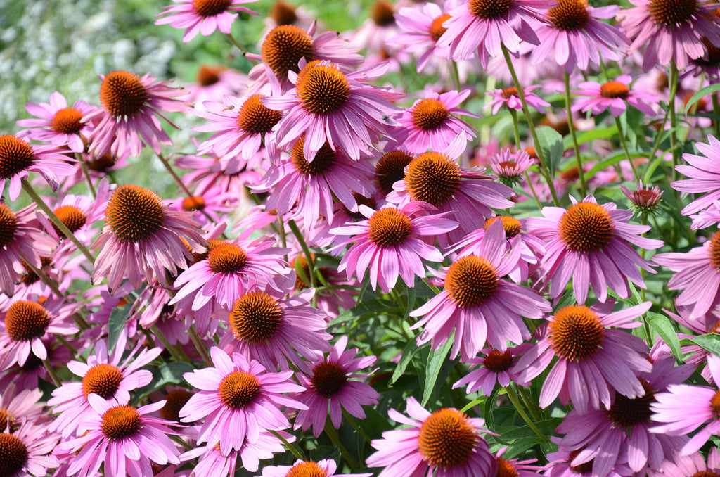 1000 PURPLE CONEFLOWER Echinacea Purpurea Heirloom Flower Herb Seeds