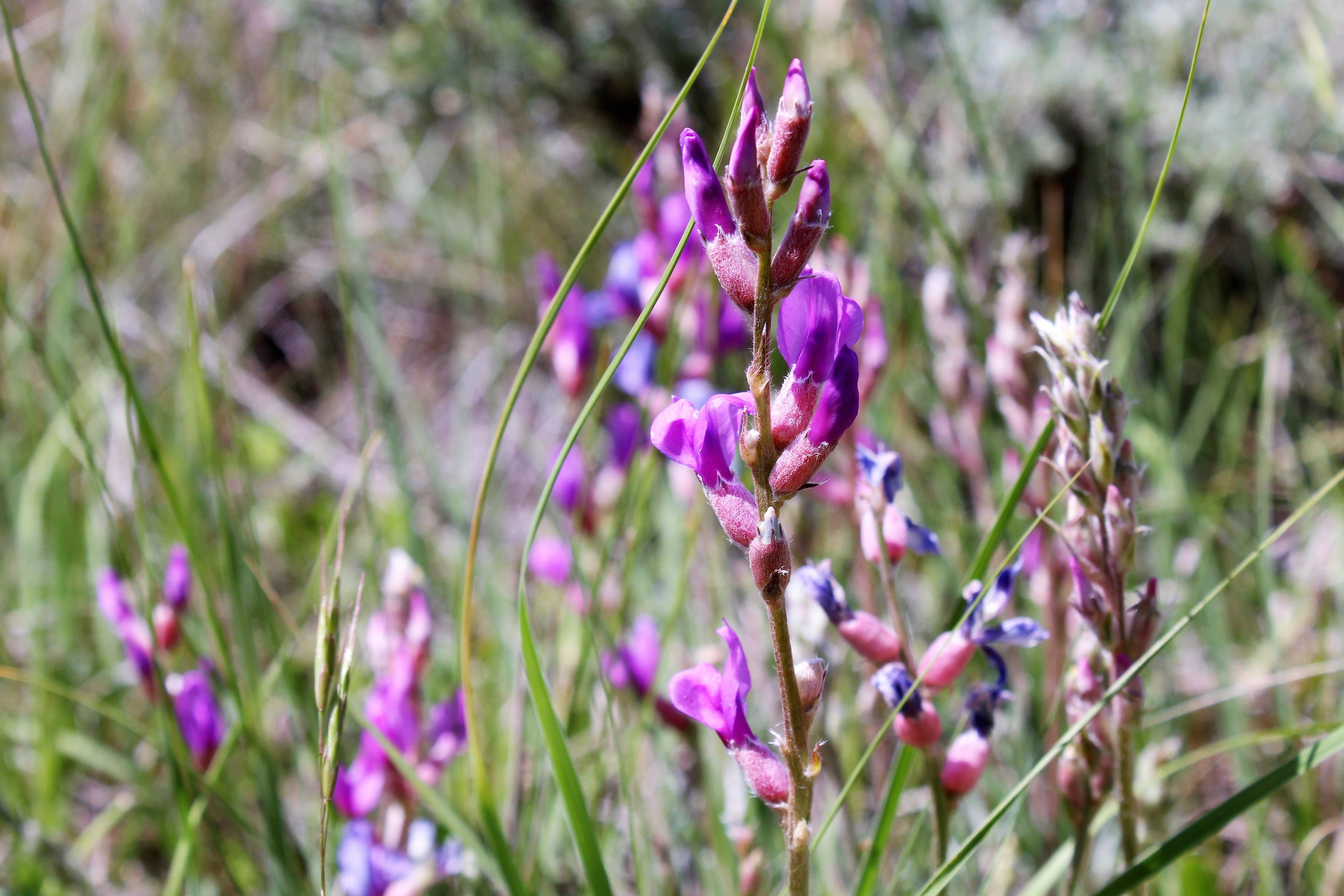 30 Purple LOCOWEED CRAZYWEED Oxytropis Lambertii Native Flower Seeds