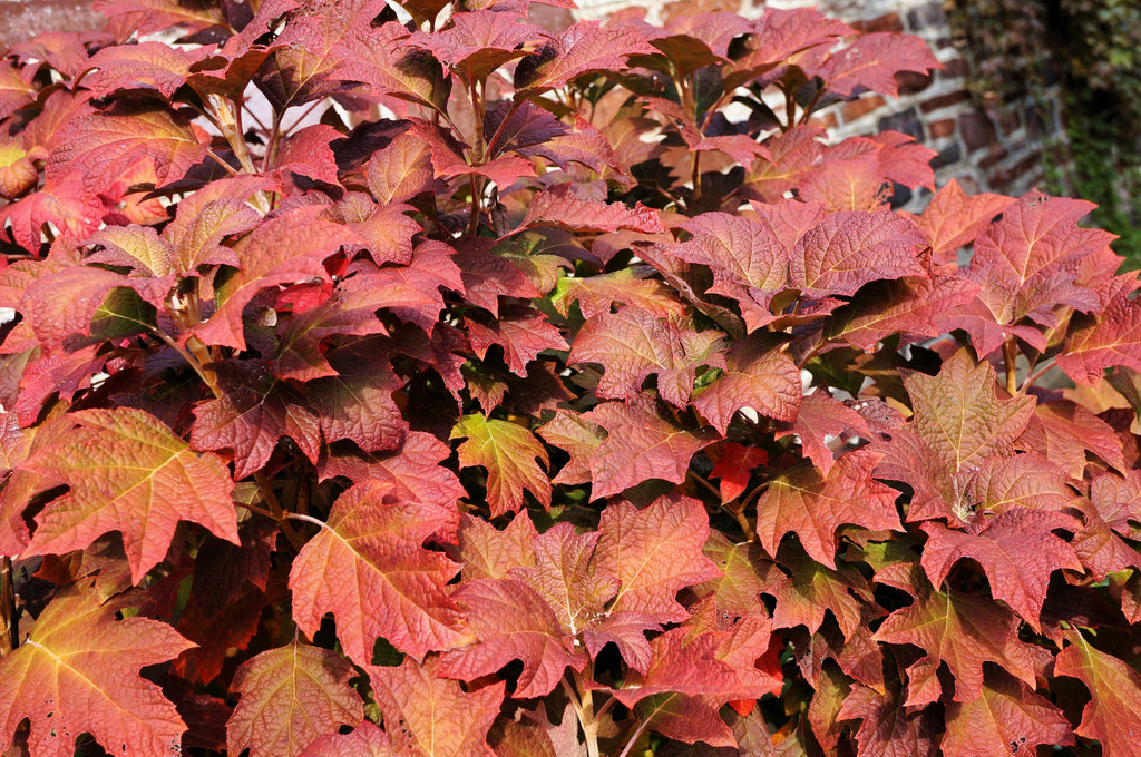 40 White OAK LEAF HYDRANGEA Quercifolia Shrub Flower Seeds