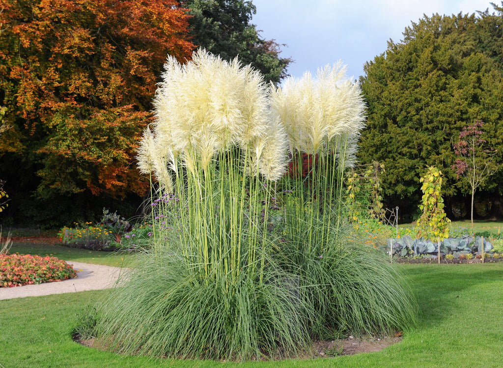 200 WHITE PAMPAS GRASS Cortaderia Selloana Ornamental Flower Seeds