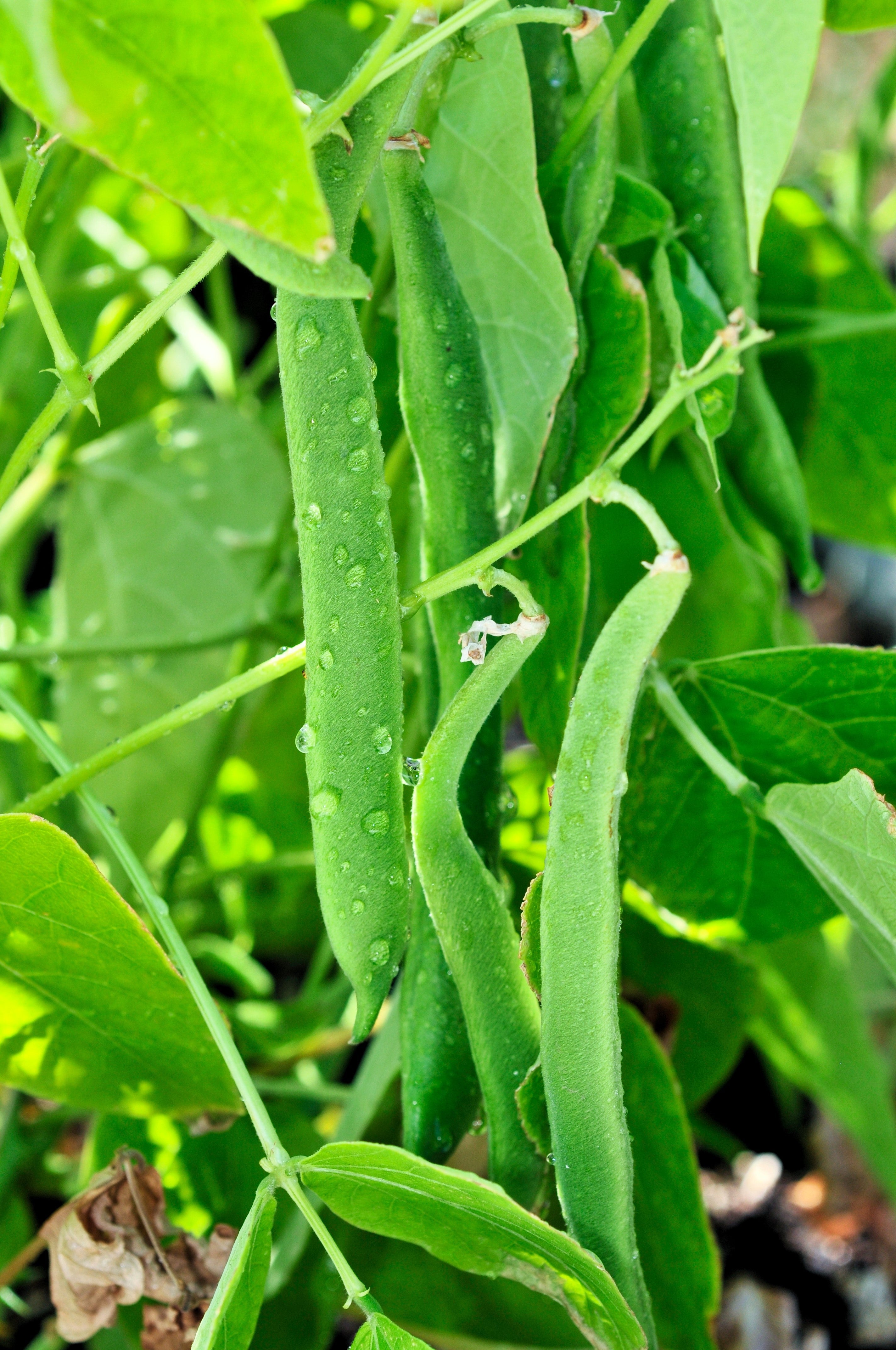 50 ROMANO BUSH BEAN Italian Flat Green Pod Phaseolus Vulgaris Vegetable Seeds