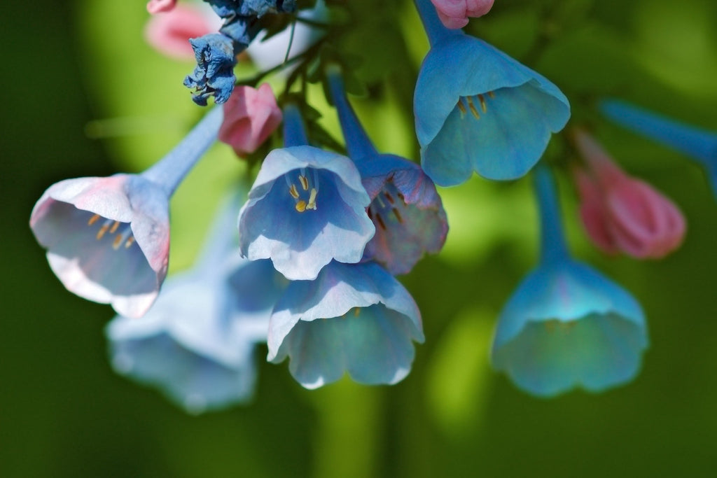 20 VIRGINIA BLUEBELLS True Blue & Pink Mertensia Virginica Flower Seeds