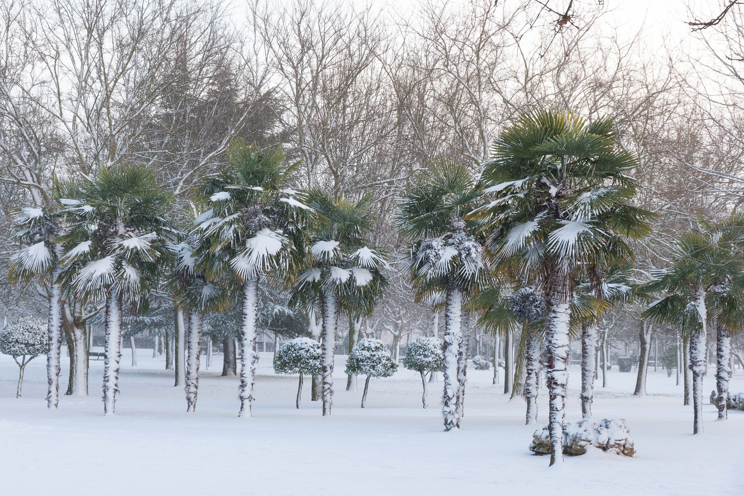 5 COMMON WINDMILL PALM Trachycarpus Fortunei Hardy Chusan Palm Tree Sun Shade Houseplant Seeds