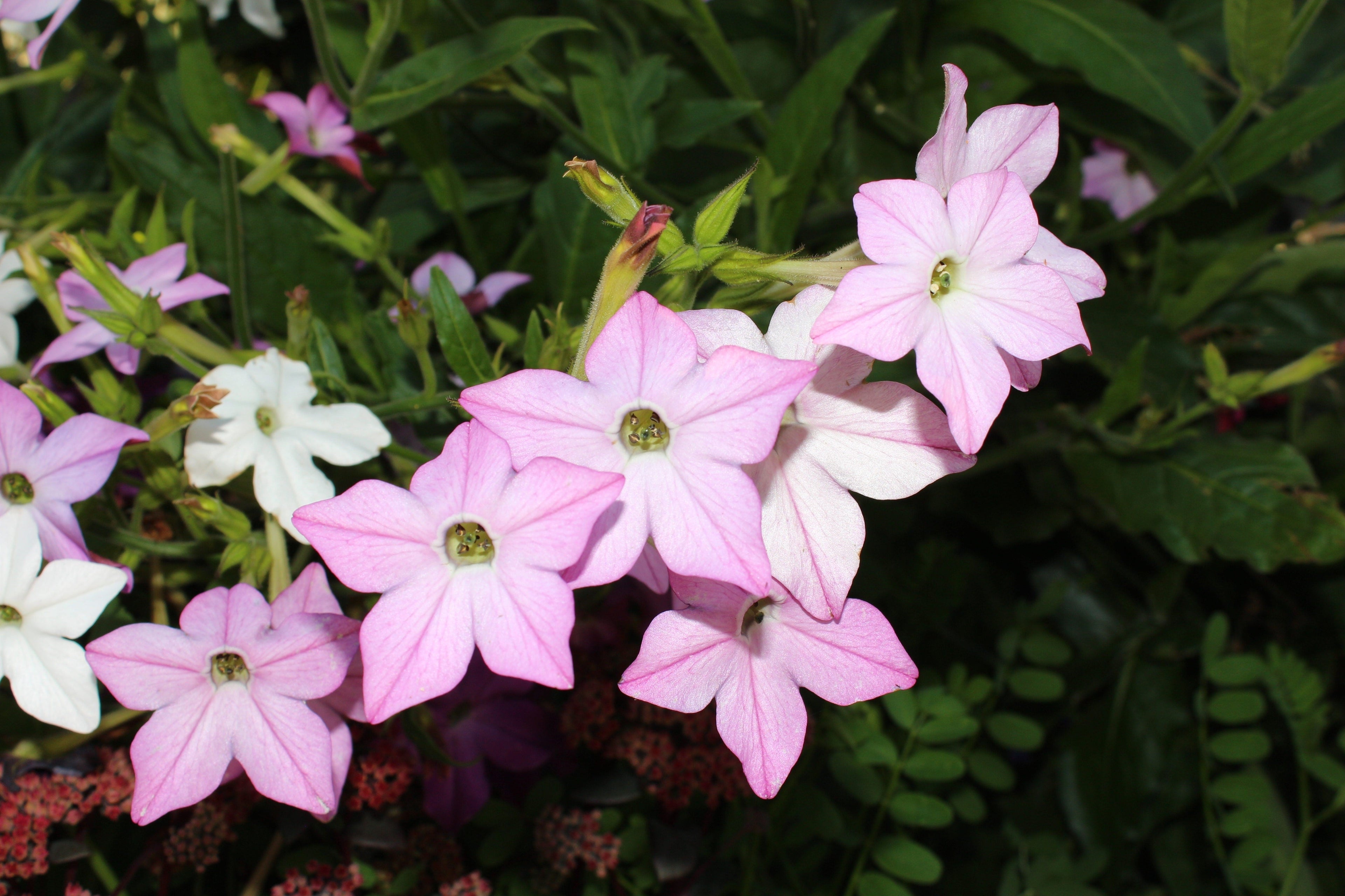 100 Heirloom MIXED COLORS NICOTIANA (Ornamental Flowering Tobacco) Nicotiana Alata Flower Seeds
