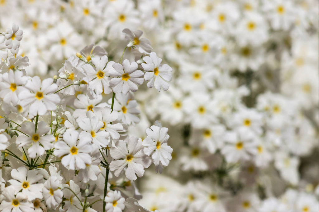 100 WHITE FAIRY PRIMROSE Primula Malacoides Baby Primrose Shade Houseplant Flower Seeds