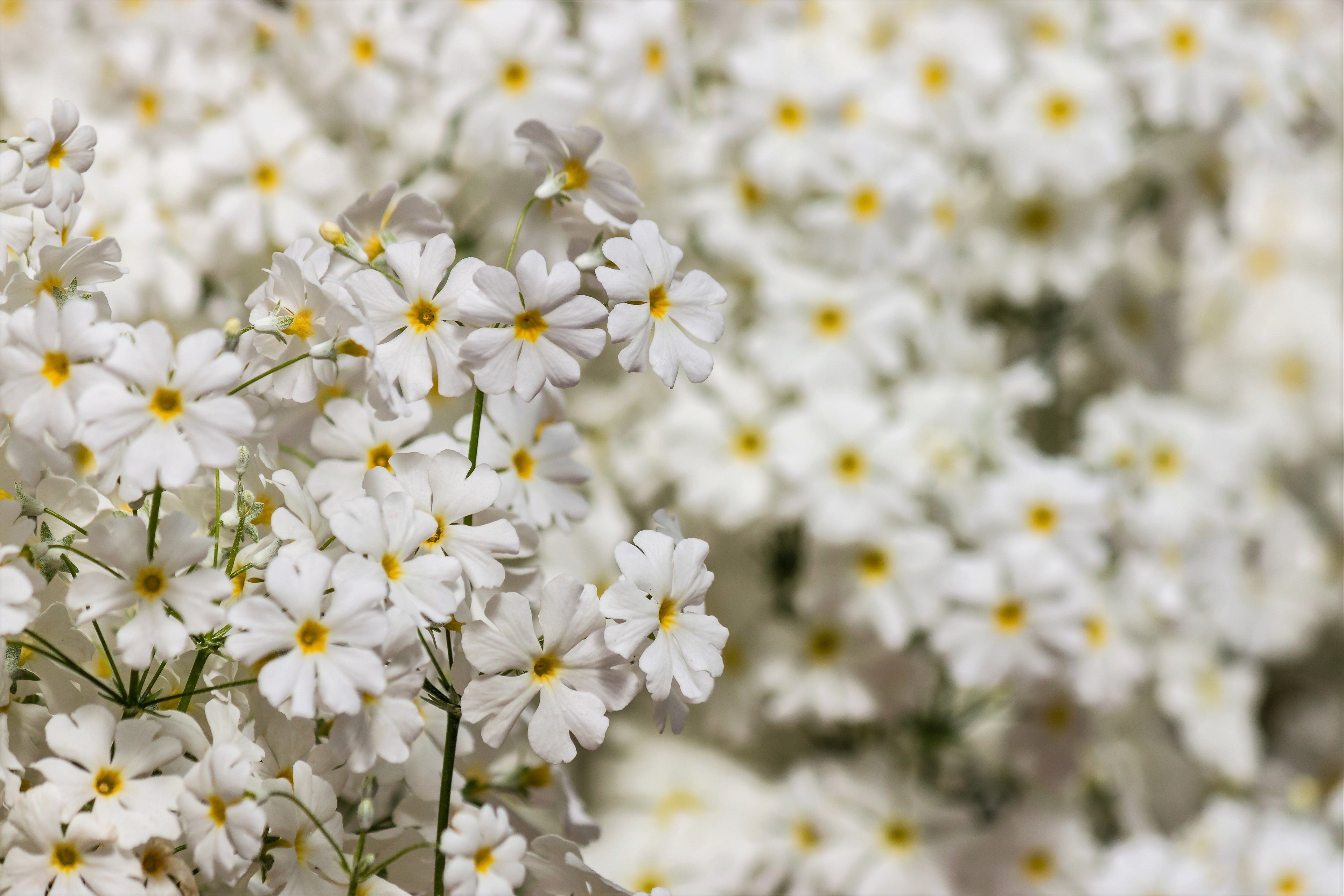 100 WHITE FAIRY PRIMROSE Primula Malacoides Baby Primrose Shade Houseplant Flower Seeds